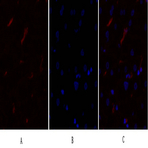 mTOR Polyclonal Antibody