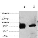 ABCB5 Monoclonal Antibody