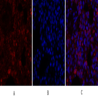 Calnexin Polyclonal Antibody