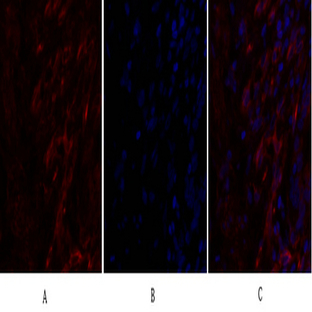 Caveolin-1 Polyclonal Antibody