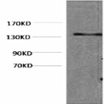 HSV-Tag Monoclonal Antibody