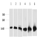 CYCS Monoclonal Antibody