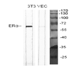 ER? Polyclonal Antibody