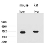 HAO1 Monoclonal Antibody