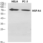 HSP A5 Polyclonal Antibody