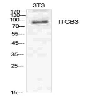 Integrin ?3 Polyclonal Antibody