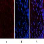 Luciferase Mouse Monoclonal Antibody(6B8)