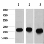 Peroxiredoxin 1 Monoclonal Antibody